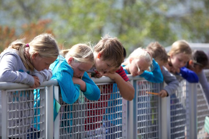 Children boys girls fence